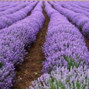 TRENDEGE ANGUSTİFOLİA LAVANTA FİDESİ 1000 ADET