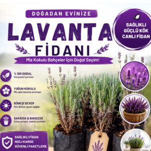 TRENDEGE TÜPLÜ POŞETLİ İNTERMEDİA LAVANTA FİDESİ FİDANI 1 (ADET)